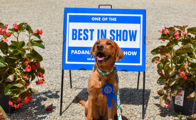 dog show