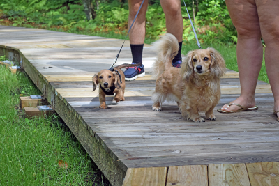 Two dachshunds head into the park. Photos by Kat Sheridan