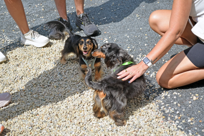 Two of the dogs get to know each other. 