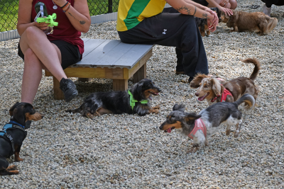 The dachshunds all playing together. 