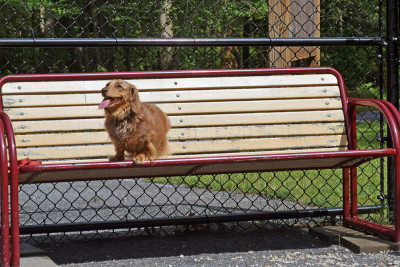 Murphy hangs out on a bench. 