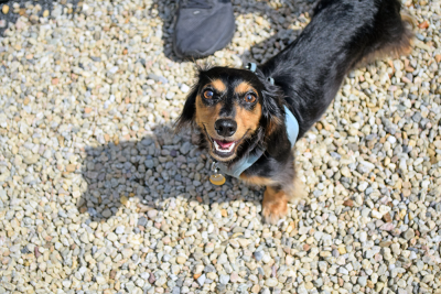 One of the dogs smiles up at the camera. 