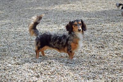 One of the dogs poses. 