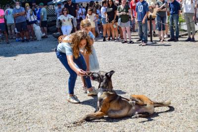 Otto the malinois rolls over during the show. 