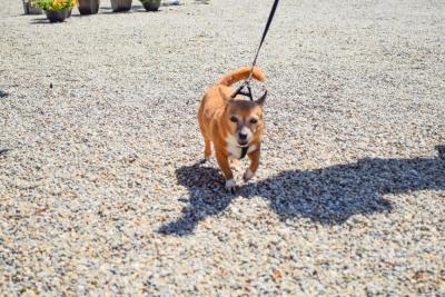 Roxie, the 17-year-old chihuahua, trots past. 