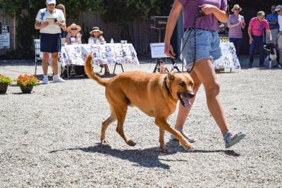 One of the dogs walks past.