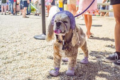 A spaniel dressed up for the show. 