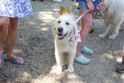 A golden in a crown. 