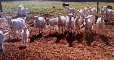 goat lady