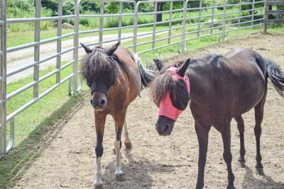 Two of the smaller horses sport their fly masks to protect their eyes. 