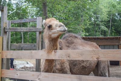 The camel was surprisingly soft. 