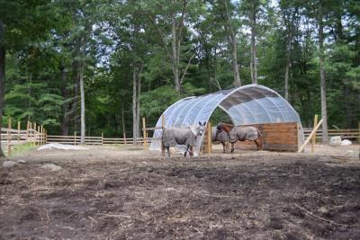 The horses in their fly protecting gear. 