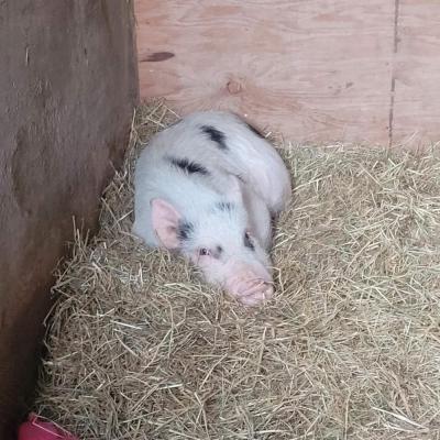 One of the pigs takes a nap. Source: Melissa Sylvia