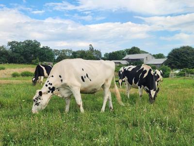 The cows enjoy the pasture. Source: Melissa Sylvia