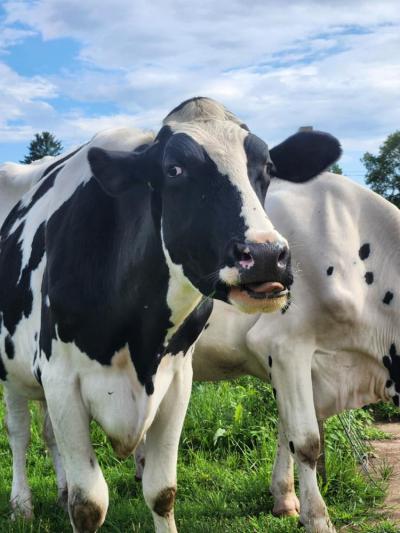 One of the cows inspects the camera. Source: Melissa Sylvia