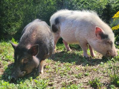 The pigs enjoy the mud. Source: Melissa Sylvia