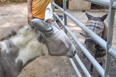 A donkey and a mini horse stare at each other. 