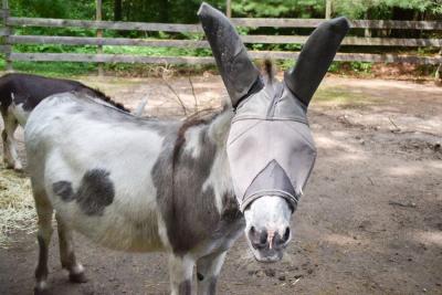 One of the donkeys starts to inspect the camera. 