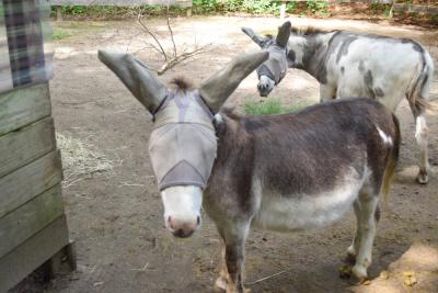 The two donkeys in their fly masks. 