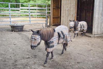The mini horse and the horse with dwarfism. 