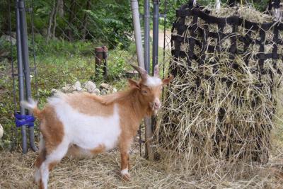 One of the goats pauses his snack to look over. 