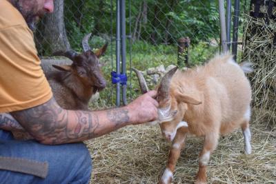 The goats enjoy some pets. 
