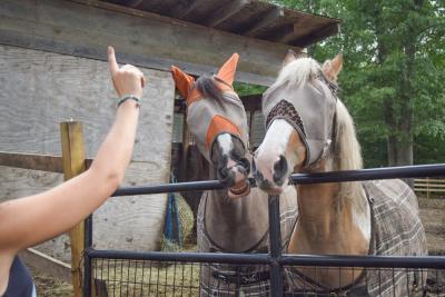 One of the horses shows off the trick 'Smile!'