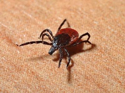 A tick. File photo