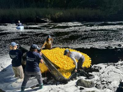 Volunteers dump the ducks into the water.