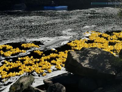 Thousands of ducks float down the river. 