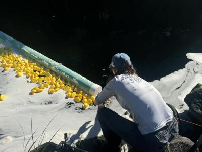 A volunteer grabs the winning ducks out of the water. 