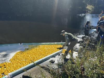 A volunteer makes sure the duckies escape the foam. 