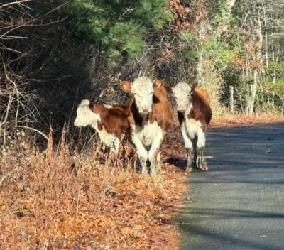 Cows that escaped from an unnamed farm in 2025. Source: Christine Lechan