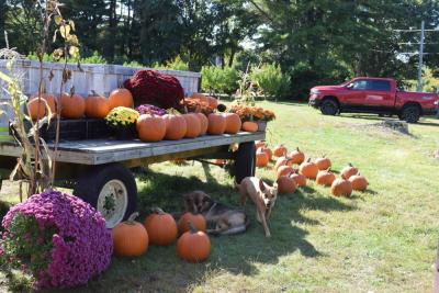 Pumpkins at Dartmouth Orchards. Photo by Kat Sheridan