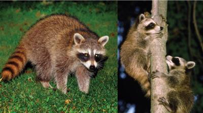 Raccoons. Source: mass.gov. 
