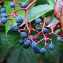 The Virginia Creeper, a potentially deadly berry. Photo courtesy: Pancrat/Creative Commons
