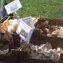 Some mushrooms for sale. 