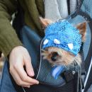 A terrier dressed up for Halloween. Photo by Kat Sheridan.