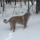 Cooper Cabral having fun in the snow. Source: Carol Cabral