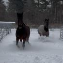 Some horses run around Don't Forget Us, Pet Us. Source: Deb Devlin