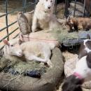 Kiki and the farm dogs rest up inside. Source: Deb Devlin