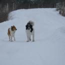 The farm dogs at Round the Bend farm enjoy the snow. Source: Desa Van Laarhoven