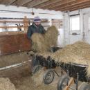 A Round the Bend farm worker gets hay while a goat sneakily watches. Source: Desa Van Laarhoven