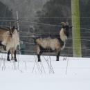 Some goats at Round the Bend farm decide if they enjoy the snow. Source: Desa Van Laarhoven