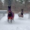 Some horses run around Don't Forget Us, Pet Us. Source: Deb Devlin
