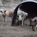 Some pigs come to investigate the camera.