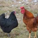 Silly rooster, its's not morning, it's the middle of the day.