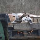 Exploring a farm truck.