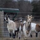 Some goats think "Huh?"