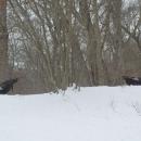 Some turkeys run through the snow after their friends.